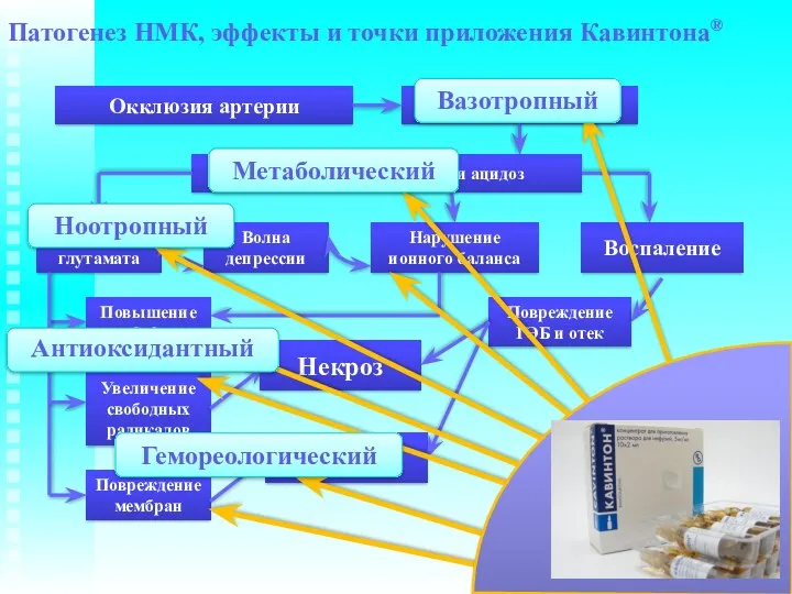 Патогенез НМК, эффекты и точки приложения Кавинтона® Окклюзия артерии Снижение