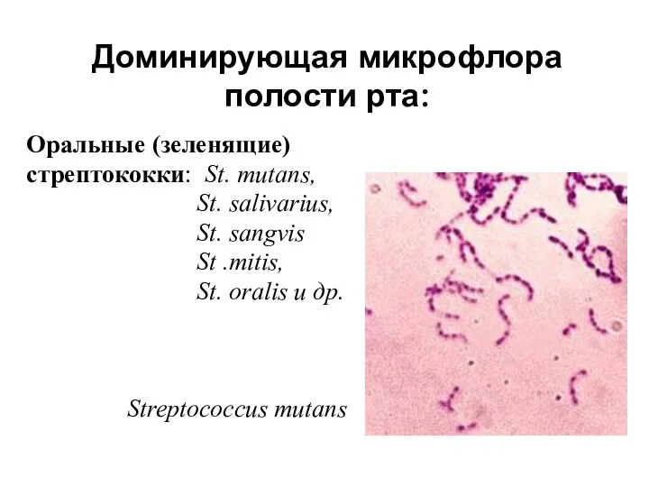 Оральные (зеленящие) стрептококки: St. mutans, St. salivarius, St. sangvis St