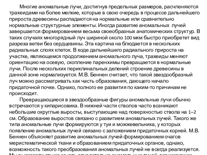 Многие аномальные лучи, достигнув предельных размеров, расчленяются трахеидами на более