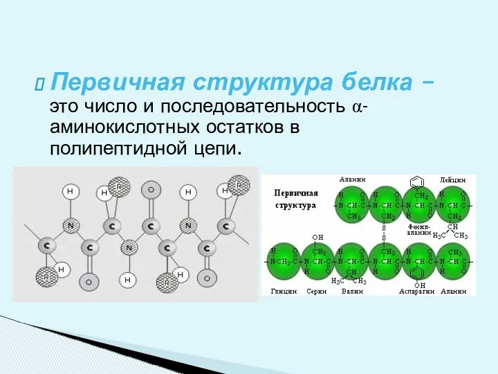 Первичная структура белка – это число и последовательность α- аминокислотных остатков в полипептидной цепи. Структура белка