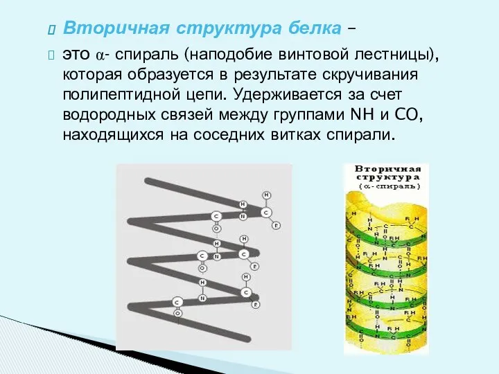 Вторичная структура белка – это α- спираль (наподобие винтовой лестницы),которая