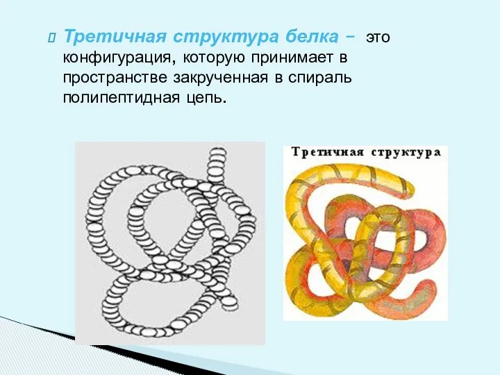 Третичная структура белка – это конфигурация, которую принимает в пространстве закрученная в спираль полипептидная цепь.