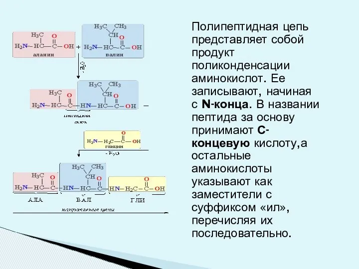 Полипептидная цепь представляет собой продукт поликонденсации аминокислот. Ее записывают, начиная