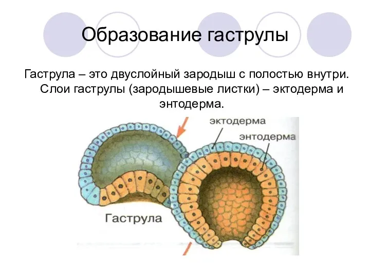 Образование гаструлы Гаструла – это двуслойный зародыш с полостью внутри.