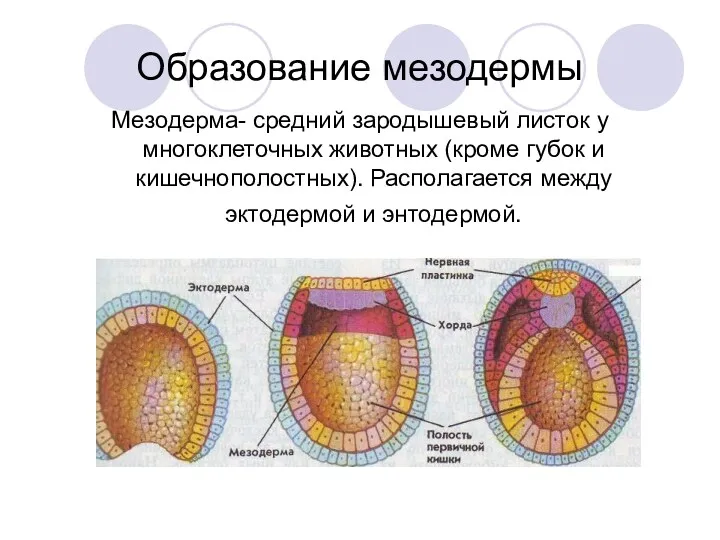 Образование мезодермы Мезодерма- средний зародышевый листок у многоклеточных животных (кроме