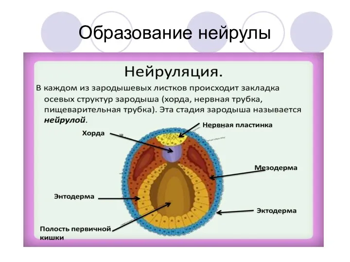 Образование нейрулы