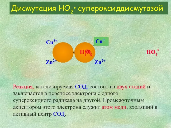 Дисмутация HО2• супероксиддисмутазой Сu2+ Zn2+ Zn2+ Сu2+ HO2* H2O2 Реакция,