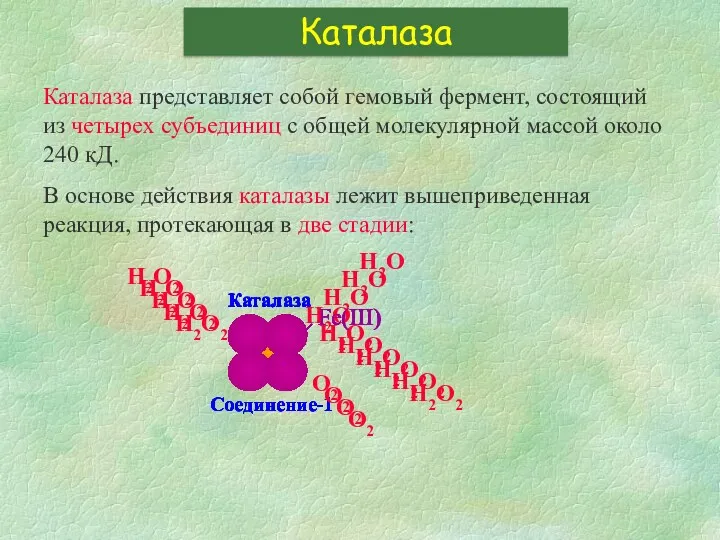 Каталаза представляет собой гемовый фермент, состоящий из четырех субъединиц с