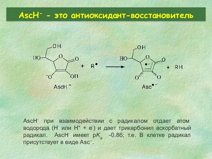 AscH- - это антиоксидант-восстановитель AscH- при взаимодействии с радикалом отдает