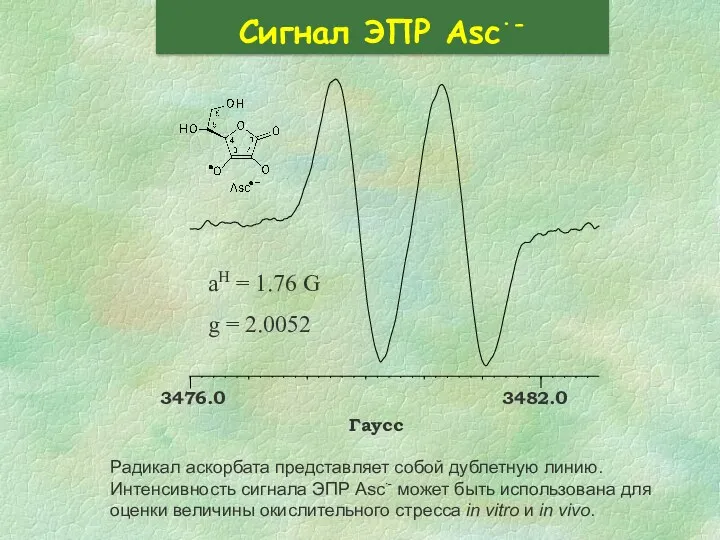 Сигнал ЭПР Asc∙- Радикал аскорбата представляет собой дублетную линию. Интенсивность