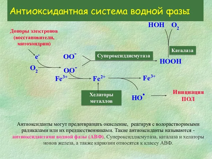 О2 Доноры электронов (восстановители, митохондрии) е- ОО- ОО- Супероксиддисмутаза НООН