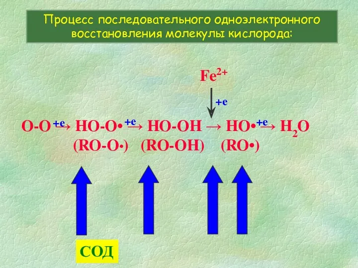 O-O → HO-O• → HO-OH → HO• → H2O (RO-O•)