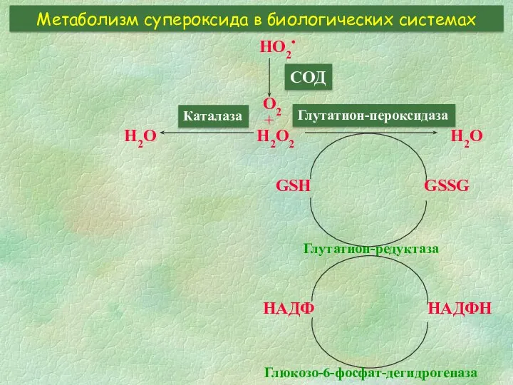 Метаболизм супероксида в биологических системах HO2• СОД O2 + H2O2 GSH GSSG Глутатион-редуктаза НАДФ НАДФН Глюкозо-6-фосфат-дегидрогеназа