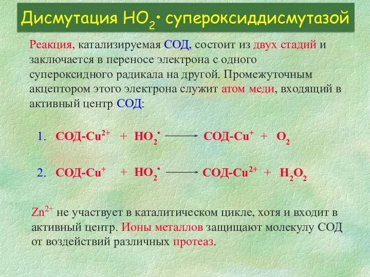 Дисмутация HО2• супероксиддисмутазой Реакция, катализируемая СОД, состоит из двух стадий