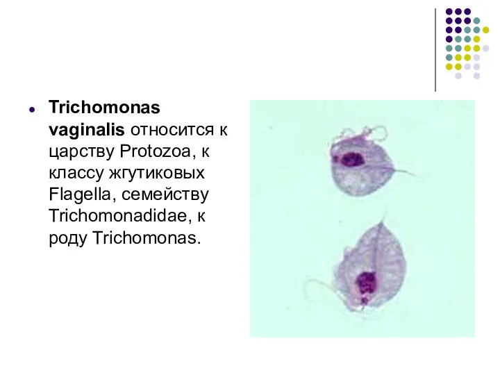 Trichomonas vaginalis относится к царству Protozoa, к классу жгутиковых Flagella, семейству Trichomonadidae, к роду Trichomonas.