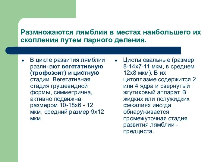 Размножаются лямблии в местах наибольшего их скопления путем парного деления.