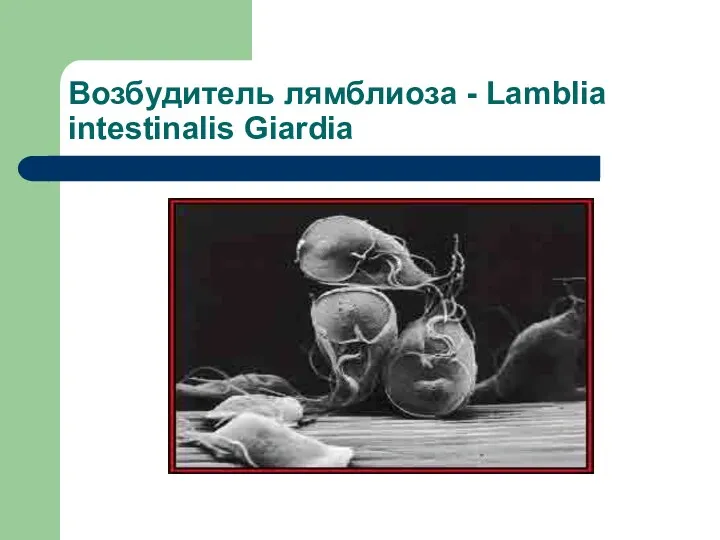 Возбудитель лямблиоза - Lamblia intestinalis Giardia