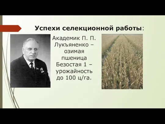 Успехи селекционной работы: Академик П. П. Лукъяненко – озимая пшеница