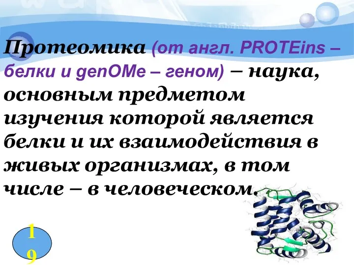 Протеомика (от англ. PROTEins – белки и genOMe – геном)