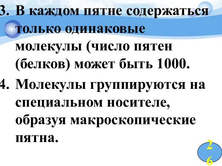 В каждом пятне содержаться только одинаковые молекулы (число пятен (белков)