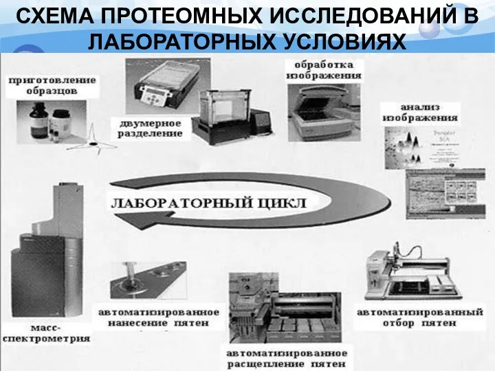 СХЕМА ПРОТЕОМНЫХ ИССЛЕДОВАНИЙ В ЛАБОРАТОРНЫХ УСЛОВИЯХ