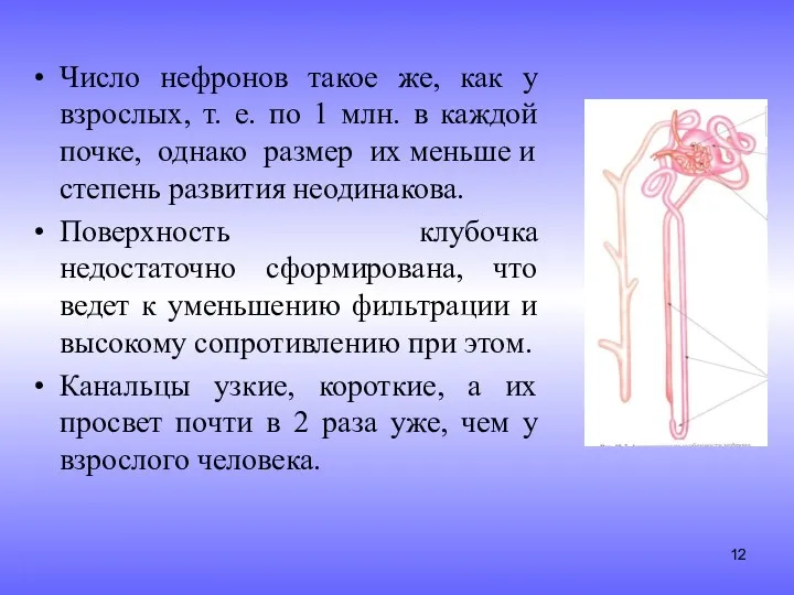 Число нефронов такое же, как у взрослых, т. е. по