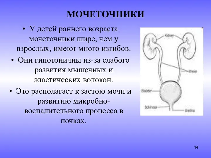 МОЧЕТОЧНИКИ У детей раннего возраста мочеточники шире, чем у взрослых,