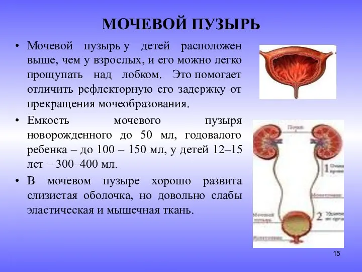 МОЧЕВОЙ ПУЗЫРЬ Мочевой пузырь у детей расположен выше, чем у