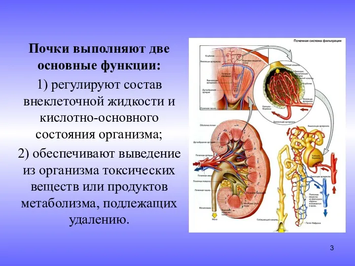 Почки выполняют две основные функции: 1) регулируют состав внеклеточной жидкости