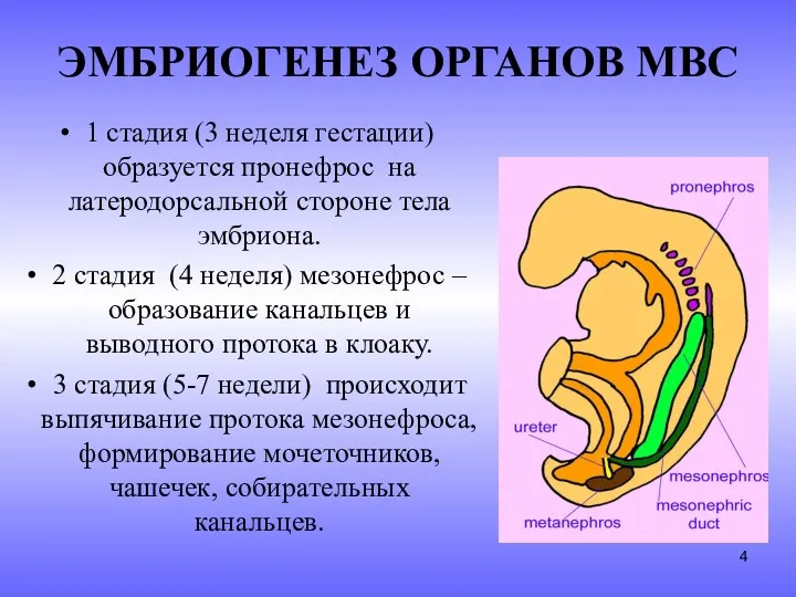 ЭМБРИОГЕНЕЗ ОРГАНОВ МВС 1 стадия (3 неделя гестации) образуется пронефрос