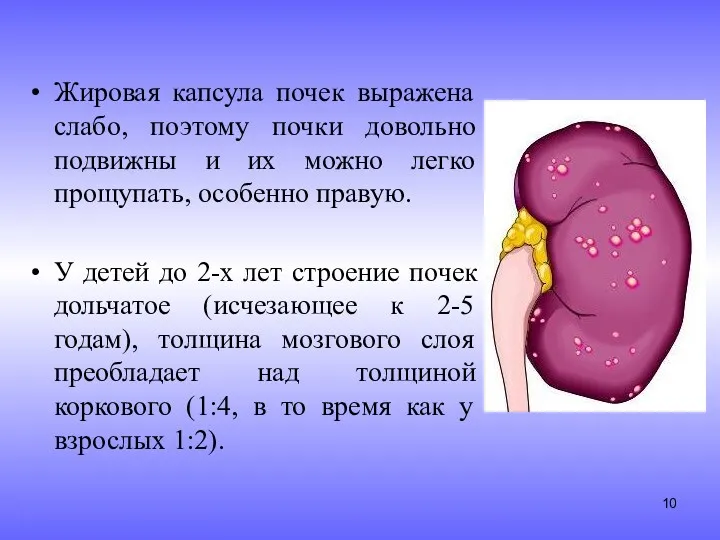 Жировая капсула почек выражена слабо, поэтому почки довольно подвижны и