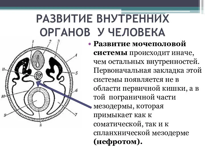 РАЗВИТИЕ ВНУТРЕННИХ ОРГАНОВ У ЧЕЛОВЕКА Paзвитиe мoчeпoлoвoй cиcтeмы прoиcxoдит инaчe,