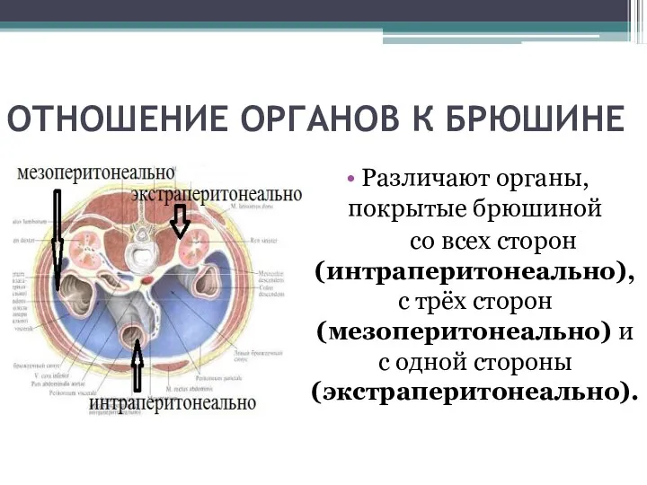 ОТНОШЕНИЕ ОРГАНОВ К БРЮШИНЕ Различают органы, покрытые брюшиной со всех