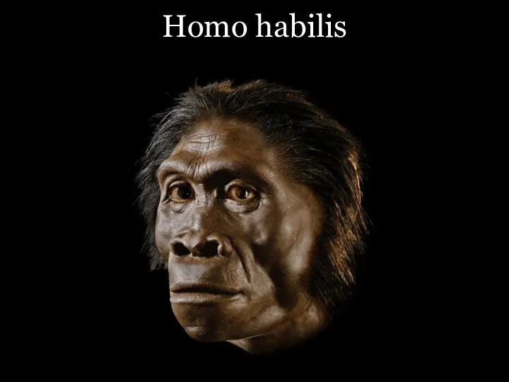 Homo habilis