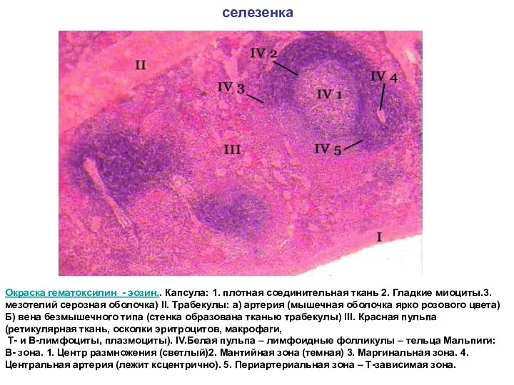 селезенка Окраска гематоксилин - эозин.. Капсула: 1. плотная соединительная ткань