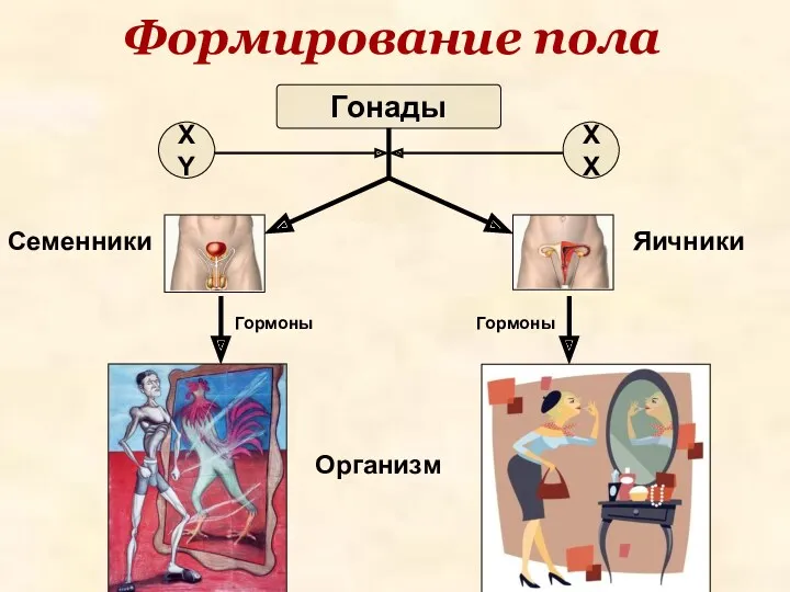 Гонады Формирование пола XY XX Семенники Яичники Организм Гормоны Гормоны