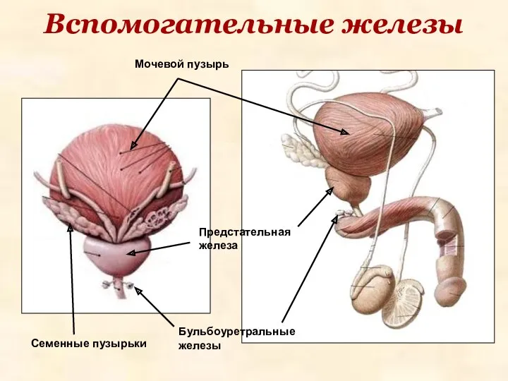 Вспомогательные железы Бульбоуретральные железы Мочевой пузырь Предстательная железа Семенные пузырьки