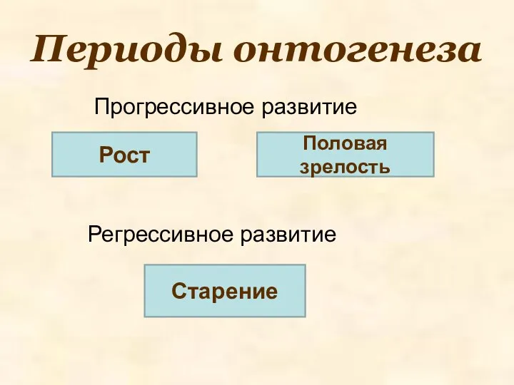 Периоды онтогенеза Прогрессивное развитие Регрессивное развитие Рост Половая зрелость Старение