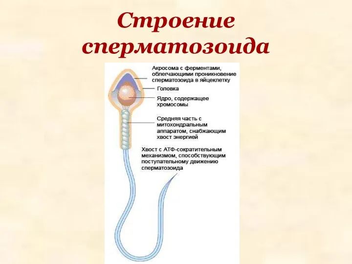 Строение сперматозоида