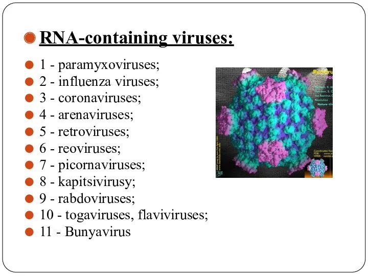 RNA-containing viruses: 1 - paramyxoviruses; 2 - influenza viruses; 3