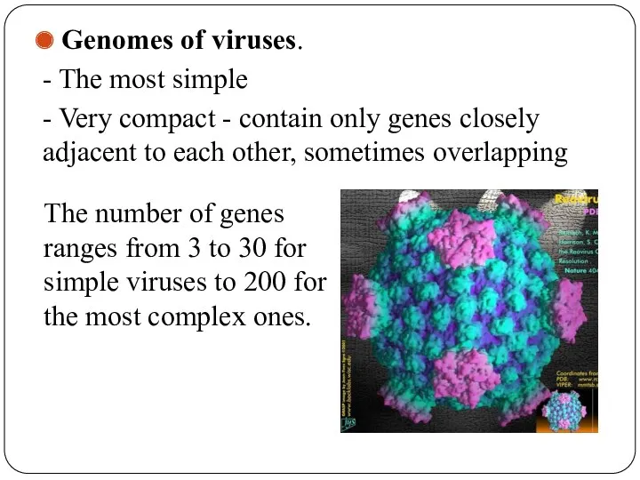 Genomes of viruses. - The most simple - Very compact