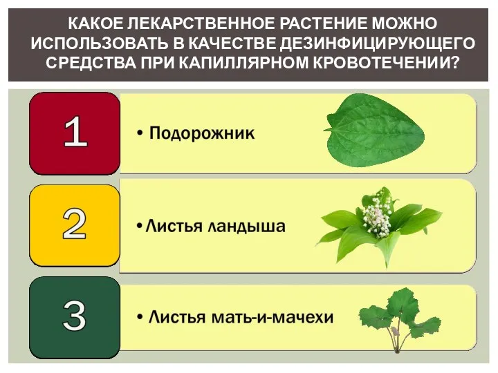 КАКОЕ ЛЕКАРСТВЕННОЕ РАСТЕНИЕ МОЖНО ИСПОЛЬЗОВАТЬ В КАЧЕСТВЕ ДЕЗИНФИЦИРУЮЩЕГО СРЕДСТВА ПРИ КАПИЛЛЯРНОМ КРОВОТЕЧЕНИИ?