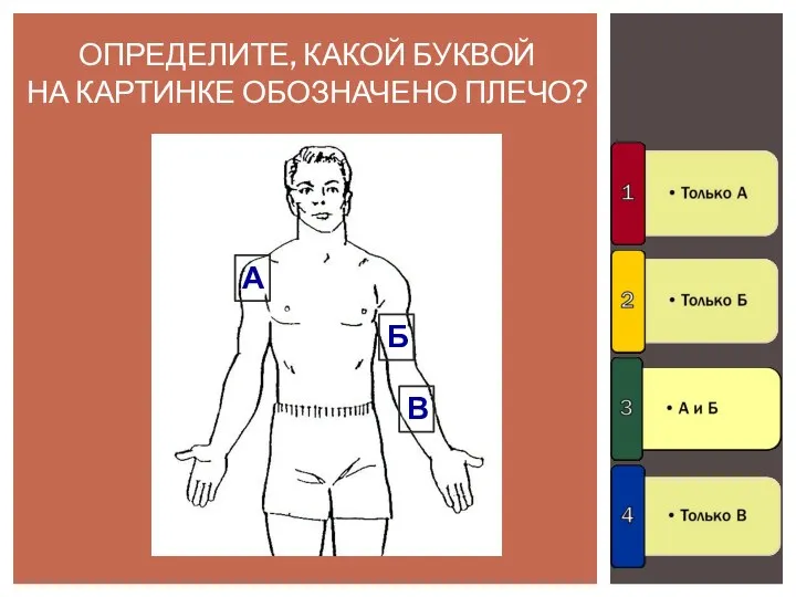 ОПРЕДЕЛИТЕ, КАКОЙ БУКВОЙ НА КАРТИНКЕ ОБОЗНАЧЕНО ПЛЕЧО? А Б В