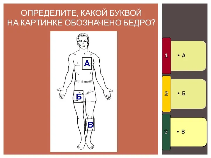 ОПРЕДЕЛИТЕ, КАКОЙ БУКВОЙ НА КАРТИНКЕ ОБОЗНАЧЕНО БЕДРО? А Б В