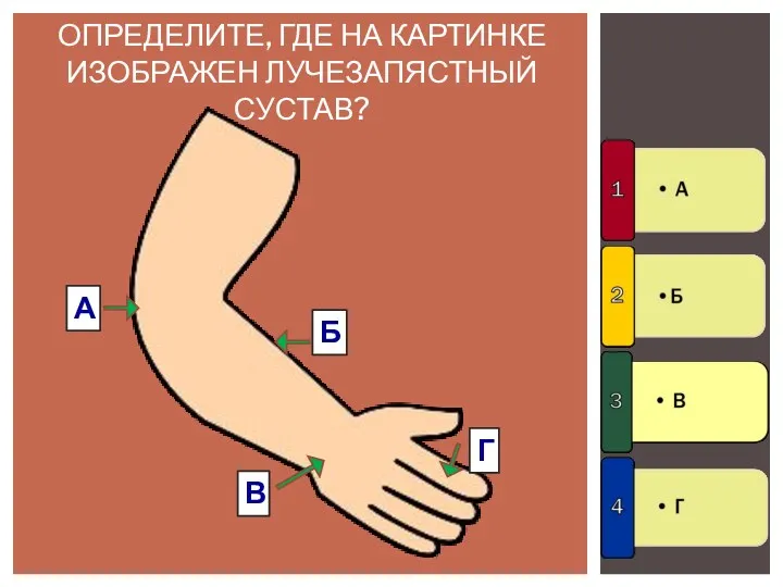 ОПРЕДЕЛИТЕ, ГДЕ НА КАРТИНКЕ ИЗОБРАЖЕН ЛУЧЕЗАПЯСТНЫЙ СУСТАВ? Г В Б А