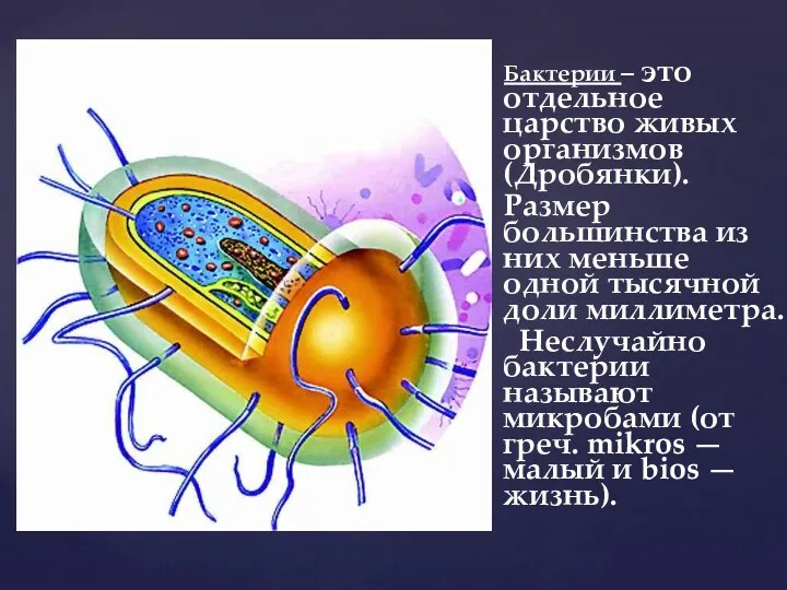 Бактерии – это отдельное царство живых организмов (Дробянки). Размер большинства