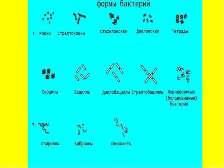 Формы бактериальной клетки Кокки - шаровидные. Стрептококки - цепочка из