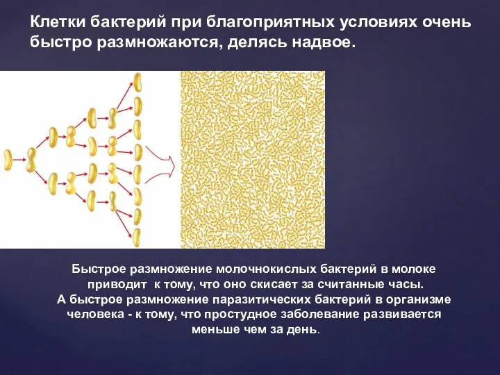 Клетки бактерий при благоприятных условиях очень быстро размножаются, делясь надвое.