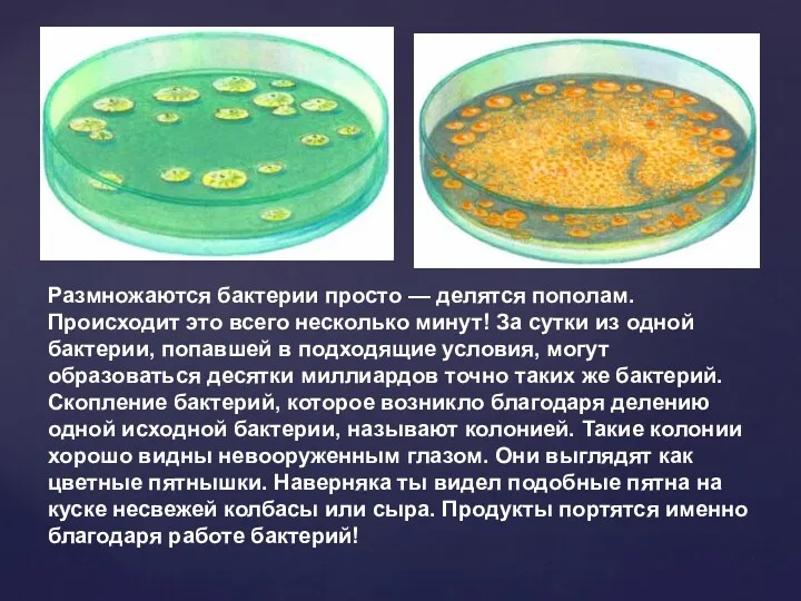 Размножаются бактерии просто — делятся пополам. Происходит это всего несколько