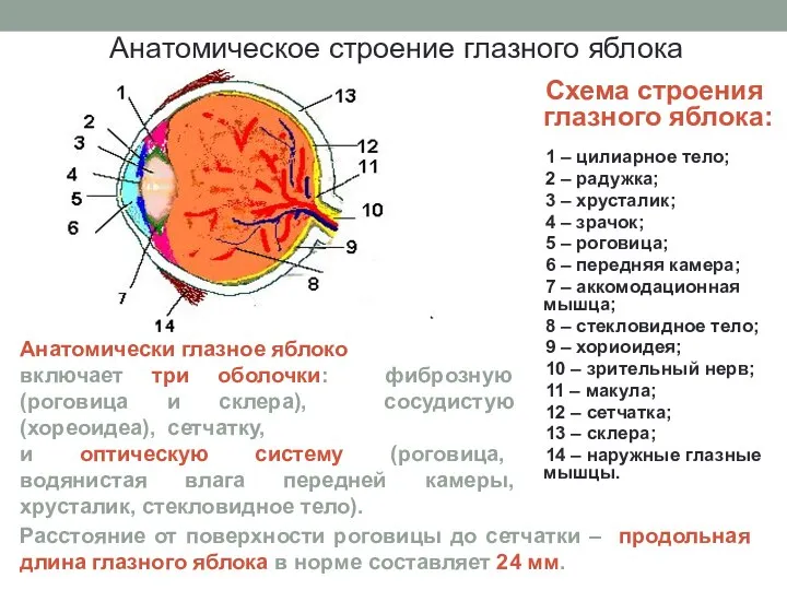 Схема строения глазного яблока: 1 – цилиарное тело; 2 –